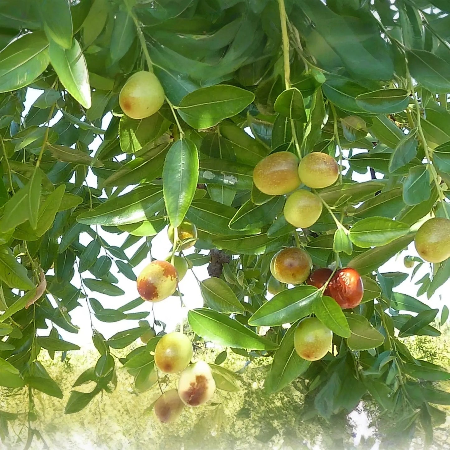 Shanxi Jujube Scion Cuttings | (2) 6-Inch Grafting Cuttings | Deciduous Fruit Tree for Zones 5+