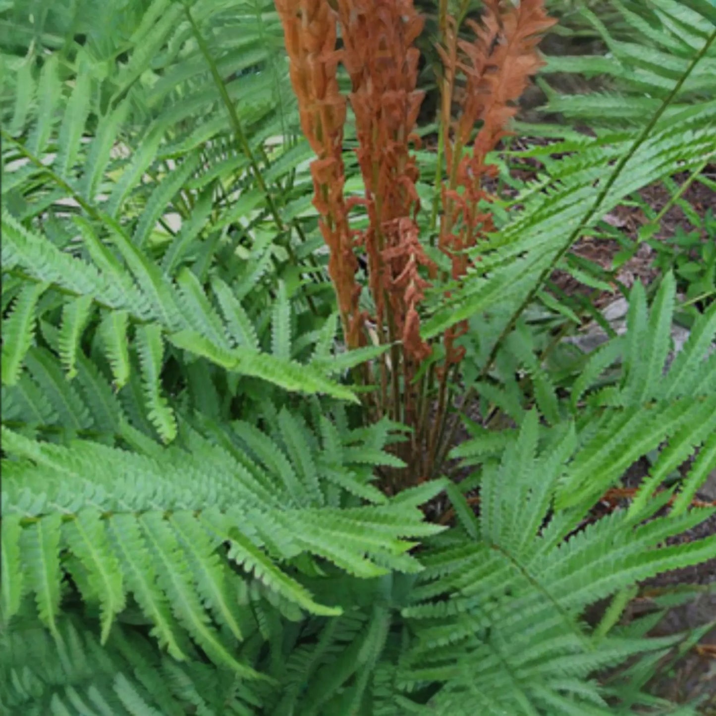 3 Small Bare-Root Cinnamon Ferns (Osmunda cinnamomea) | Lush Perennial, Shade-Loving | Fast Shipping