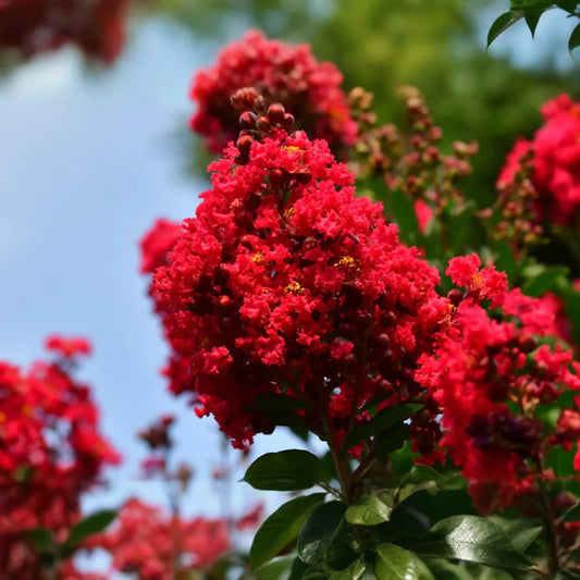 Deep Red Crape Myrtle 'Dynamite' 2-3 ft | Fast Growing Shrub/Tree | Full Sun, Late Summer Blooms