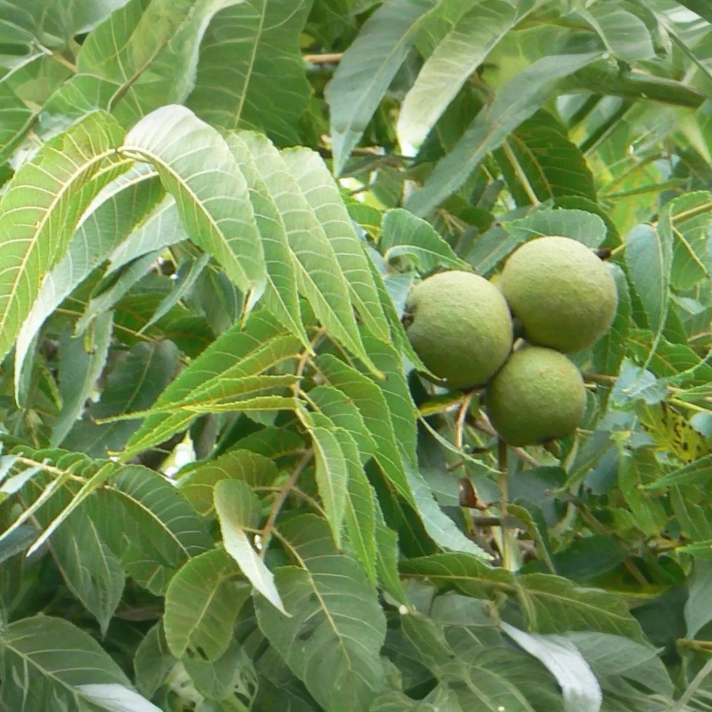 2 Black Walnut Trees 3-4' Tall | Bare Root Seedlings | Hardy Tree for USDA Zones 4-9