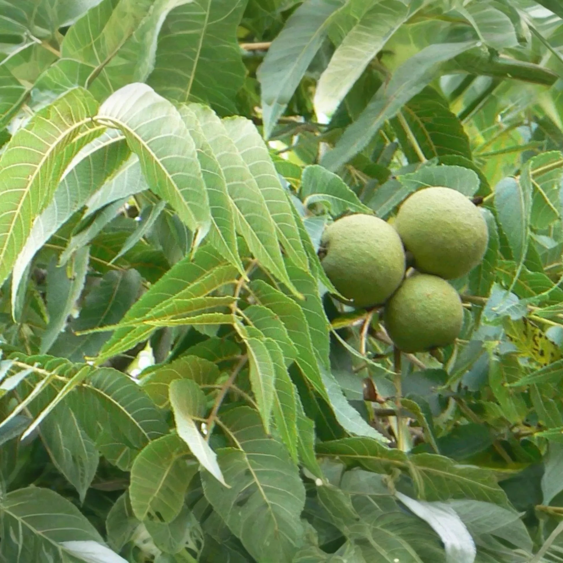 2 Black Walnut Trees 3-4' Tall | Bare Root Seedlings | Hardy Tree for USDA Zones 4-9