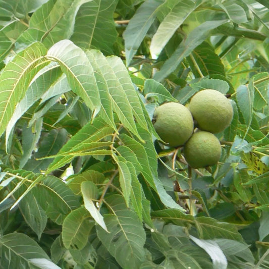 2 Black Walnut Trees 3-4' Tall | Bare Root Seedlings | Hardy Tree for USDA Zones 4-9