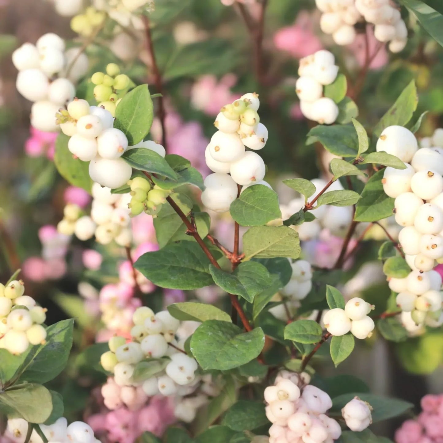 Snowberry Symphoricarpos Albus | 12-24" Tall Bare Root Plants | White Berries | Hardy Shrub for Wildlife | USDA Zones 3-7