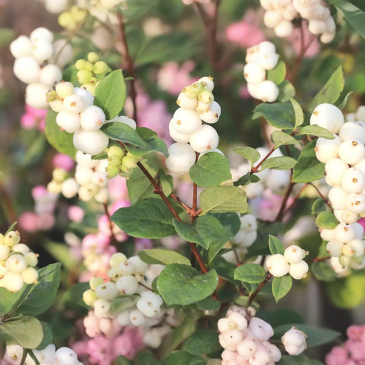 Snowberry Symphoricarpos Albus | 12-24" Tall Bare Root Plants | White Berries | Hardy Shrub for Wildlife | USDA Zones 3-7