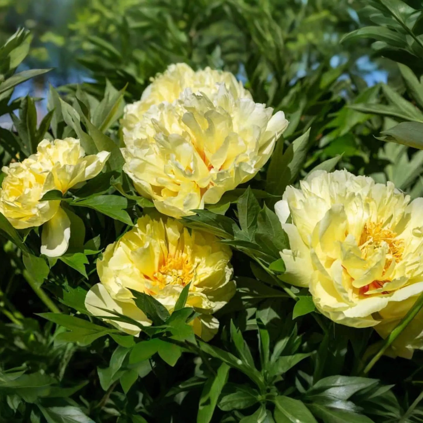 Peony Honey Gold | Bare Root | 2+ Eyes | Fragrant White & Gold Blooms | Perennial for Zones 3-8 | Stunning Mid-Spring Flowers
