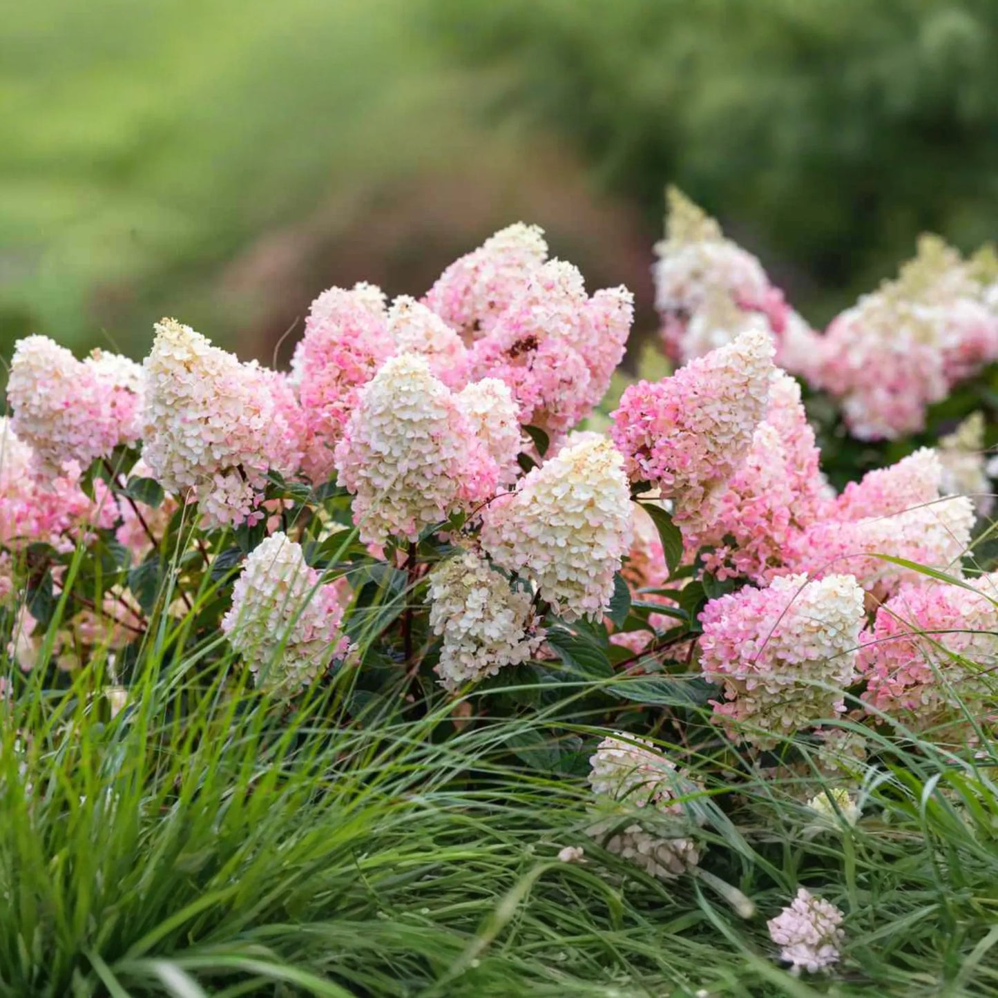 Strawberry Sundae Hydrangea | Live Plant | Bare Root | Stunning Pink & White Blooms | Zones 3-8 | Compact Flowering Shrub