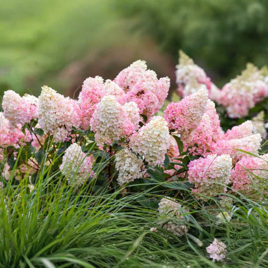 Strawberry Sundae Hydrangea | Live Plant | Bare Root | Stunning Pink & White Blooms | Zones 3-8 | Compact Flowering Shrub
