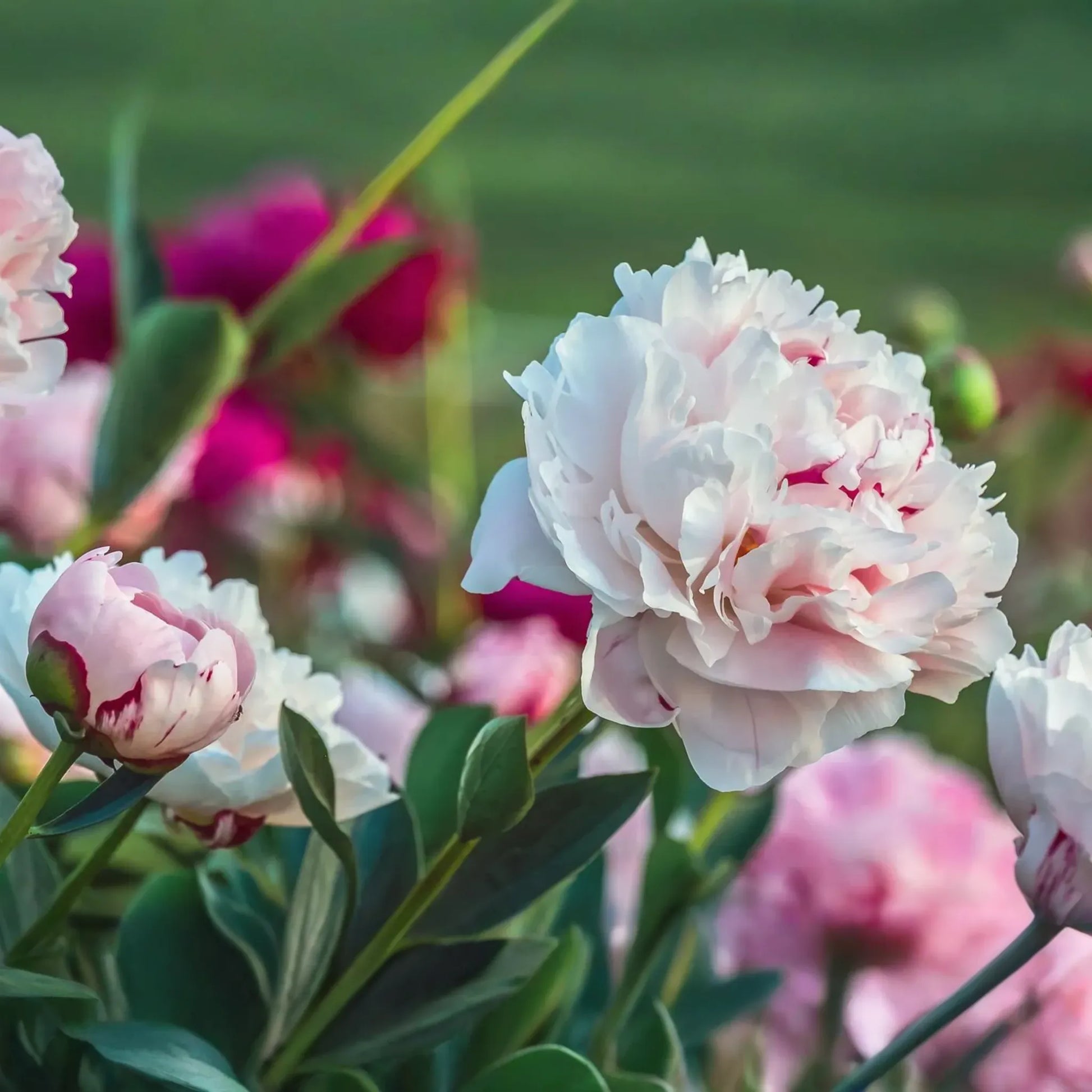 Peony "˜Bowl of Beauty’ | 2+ Eyes Bare Root | Stunning Bi-Color Blooms | Perennial Cut Flower | Deer-Resistant | Zones 3-8