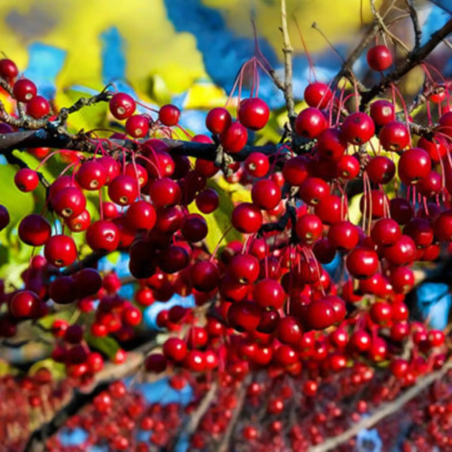 Aronia arbutifolia (Red Chokeberry) | 2 Bare-Root Shrubs | Pollinator-Friendly | Fall Color & Edible Berries | Wet Soil Tolerant
