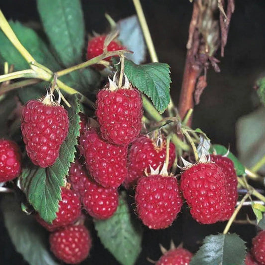 Royalty Purple Raspberry Bare Root Canes | 2-Year-Old Plants | Large Berries | Sweet Flavor | Cold Hardy | USDA Zones 4-8