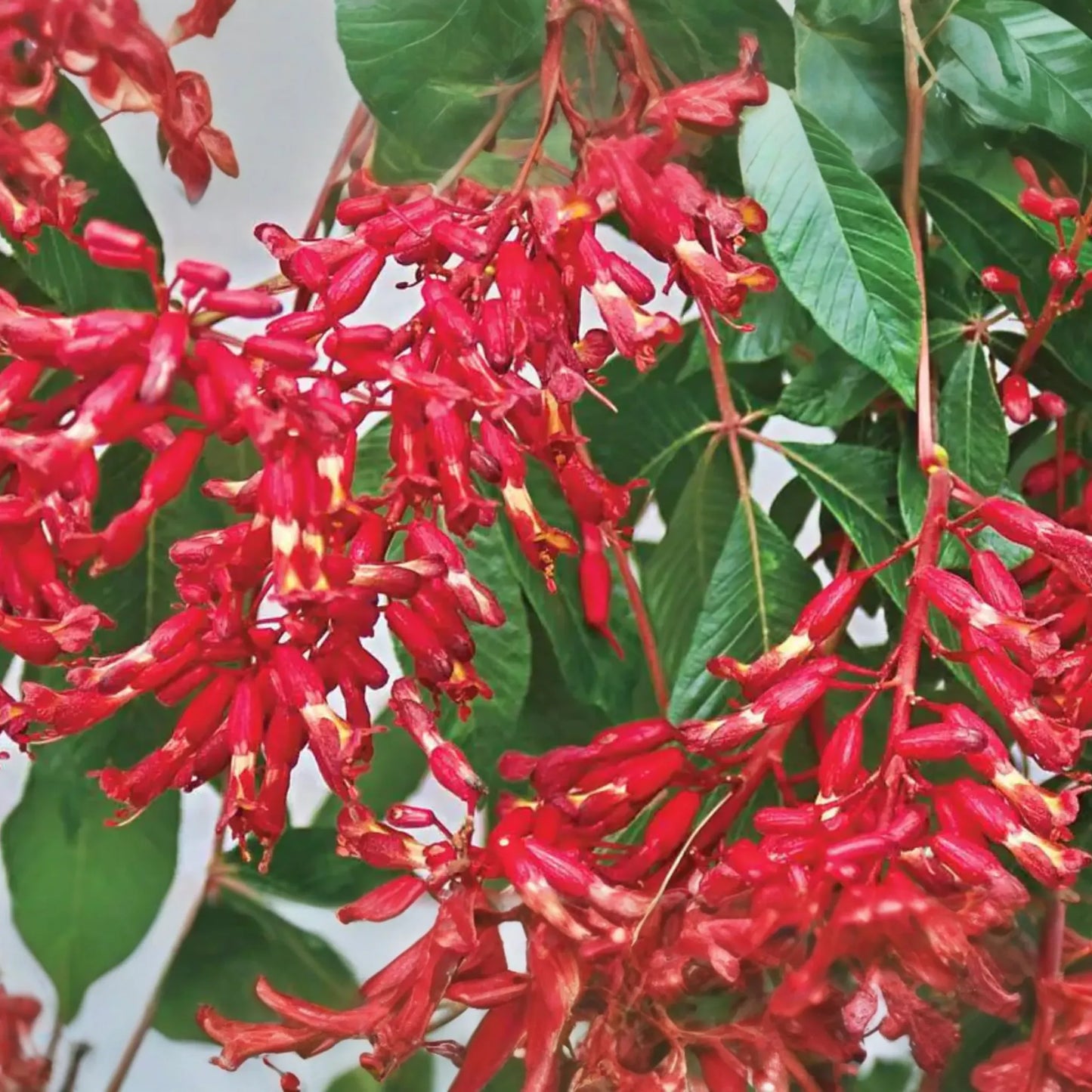 2 Buckeye Red Tree Bare-root, Stunning Red Spring Blooms, Oval Shape, Great Specimen Tree, Early Foliage, Zones 4-8