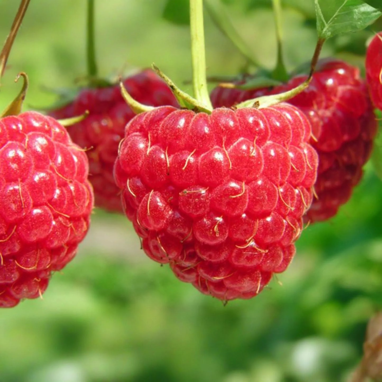 3 Nantahala Red Raspberry Plants - Bare Root, Cold-Hardy, Heavy-Yielding Fruit Bush for Zones 4-9