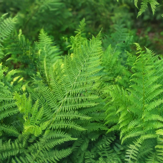 10 Lady Fern (Athyrium filix-femina) Bare Root Plants - Native Woodland Perennial, Shade-Loving, Cold-Hardy, Deer-Resistant Fern