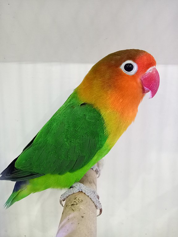 FISHER'S LOVEBIRD