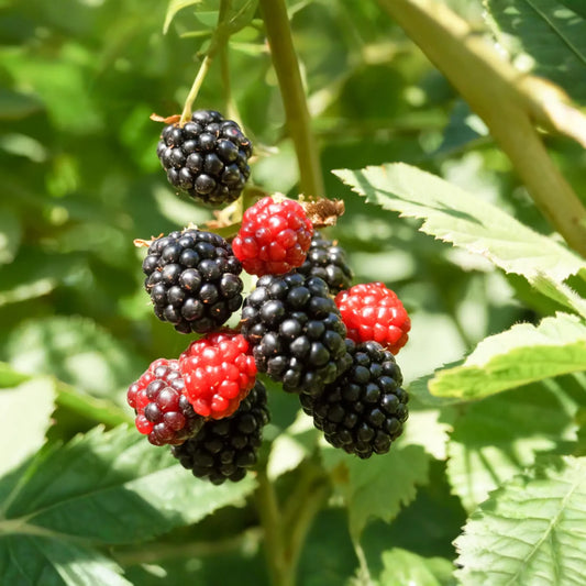 3 Apache Thornless Blackberry Plants - Bare Root, Rubus Fruit Bush, Easy to Grow, High-Yield, Sweet Berries