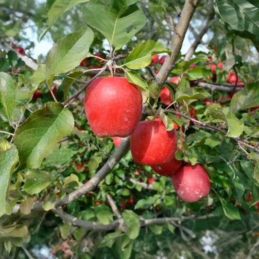 Live Gala Apple Tree 2-3ft Tall, Bare Root, Spring Ready, Hardy Zones 5-8, Perfect for Orchard or Garden