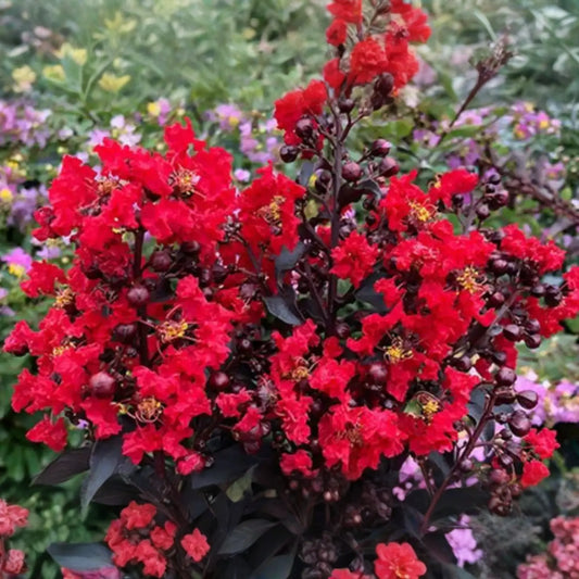 2 Red Crape Myrtle Trees 2ft | Live Bare Root Trees | Fast-Growing Red Blooms | Zones 7-9