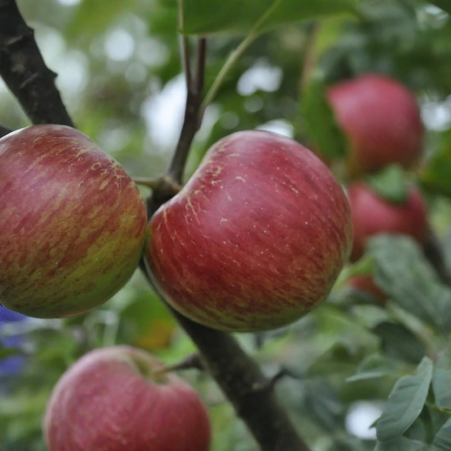 JonaGold Apple Tree 2-3ft | Live Bare Root Fruit Tree | Sweet-Tart Apples | Cold Hardy Zones 4-8