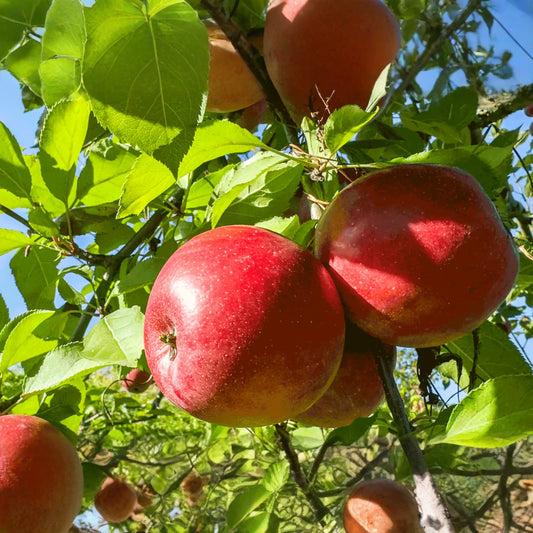 Fuji Apple Tree Live Plant | 2-3 Ft Tall | Bare Root Semi-Dwarf Fruit Tree | Sweet & Juicy Apples | Cold Hardy | Zones 4-9