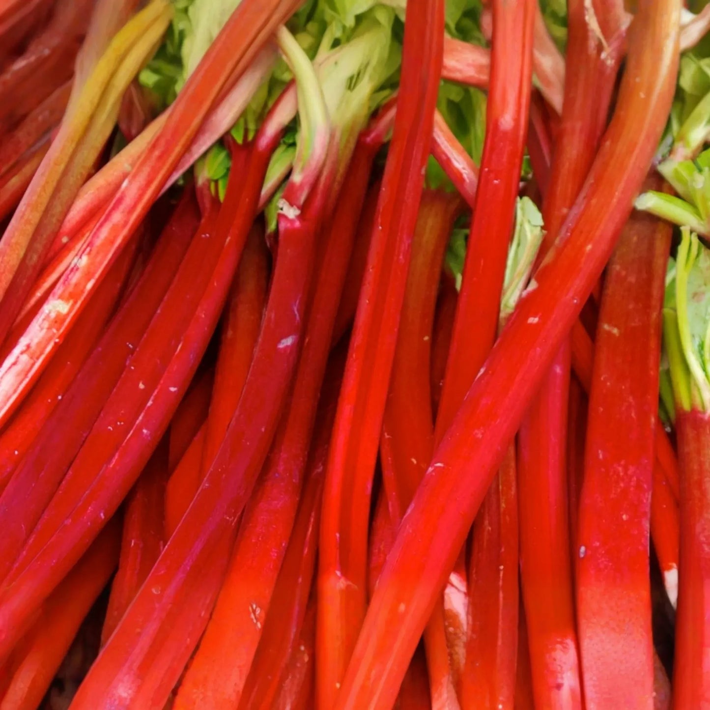 Victoria Rhubarb Crowns - Bare Root, Perfect for Pies & Jams