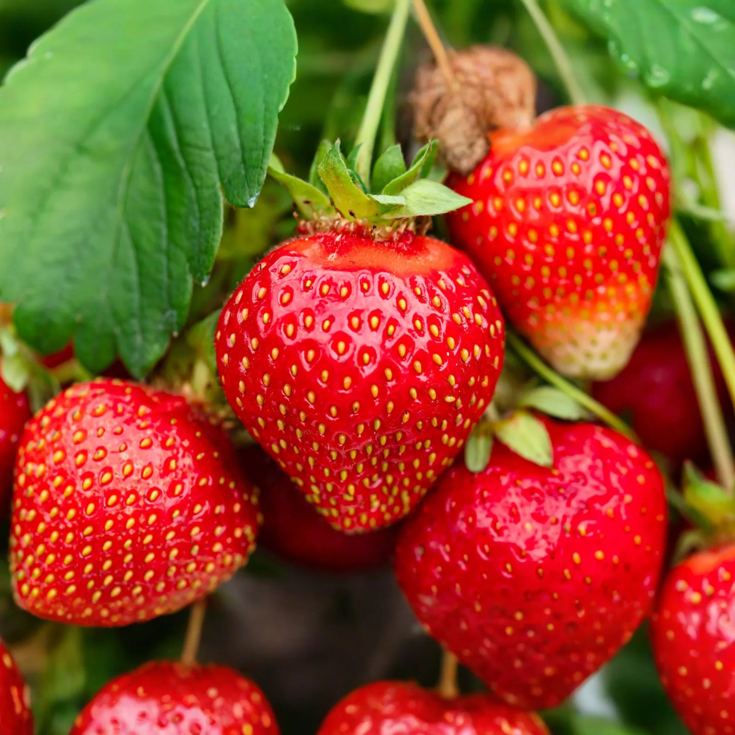Jewel Strawberry Plants - Bare Root, Delicious Sweet Strawberries