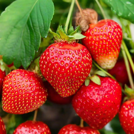 Jewel Strawberry Plants - Bare Root, Delicious Sweet Strawberries