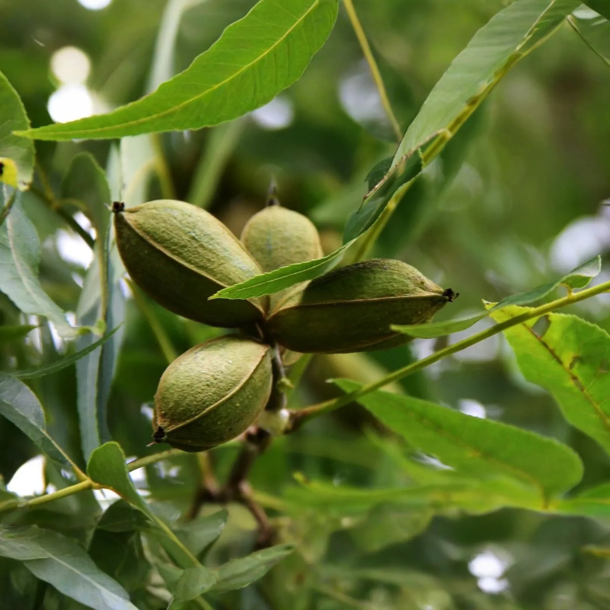 5 Pecan Trees (Carya Illinoensis) Bareroot - 6-12" Tall, Nut-Producing Trees