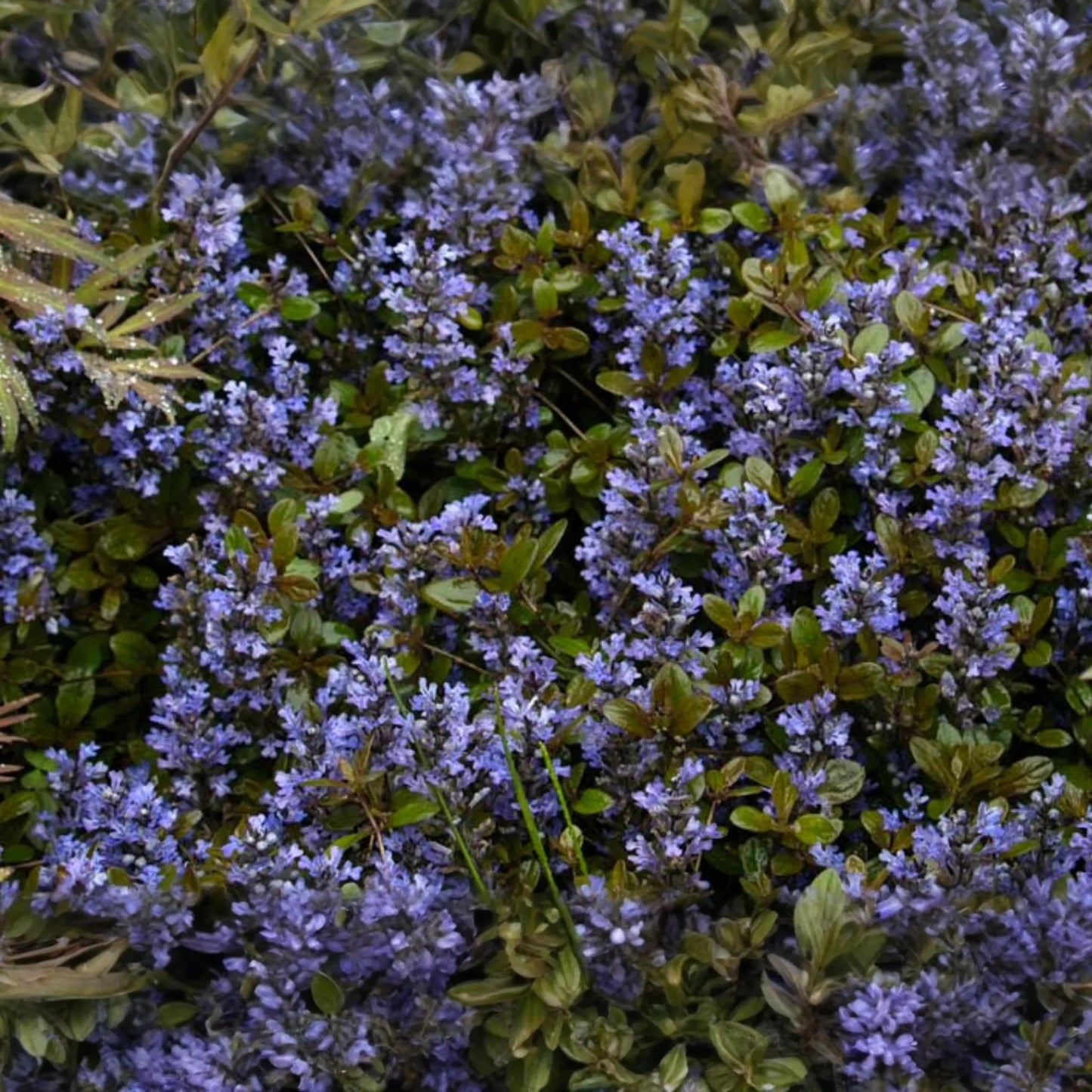 3 Live Ajuga Chocolate Chip Bugleweed Plants - Bare Root Perennial Ground Cover