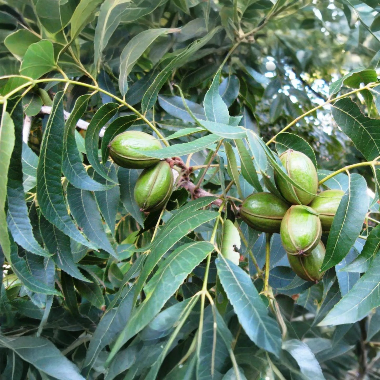 2 Hardy Pecan Tree Seedlings (Bare Root) - Live Nut Trees for Planting