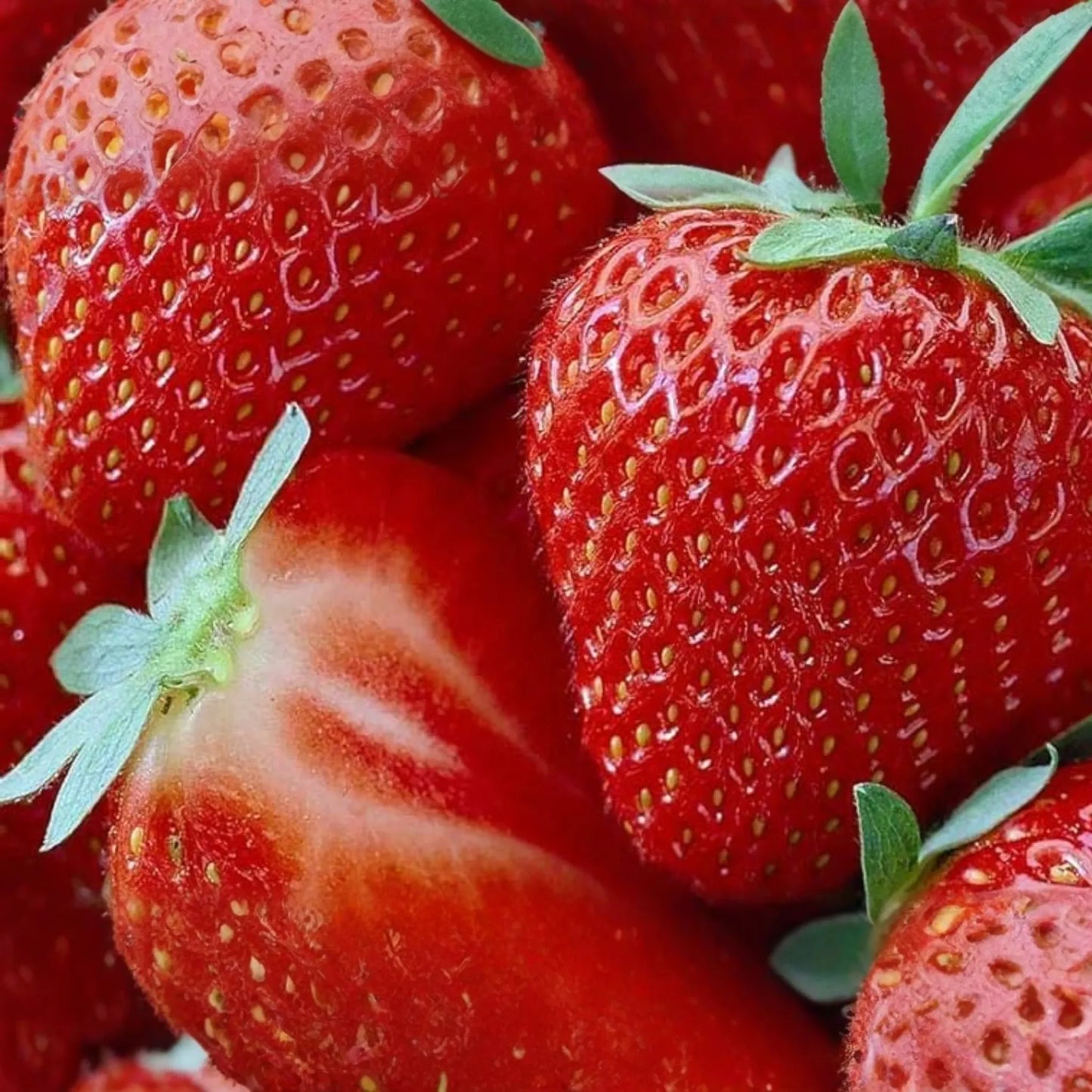 AC Wendy Strawberry Plants (25 Bare Root) - June-Bearing, Large Sweet Berries