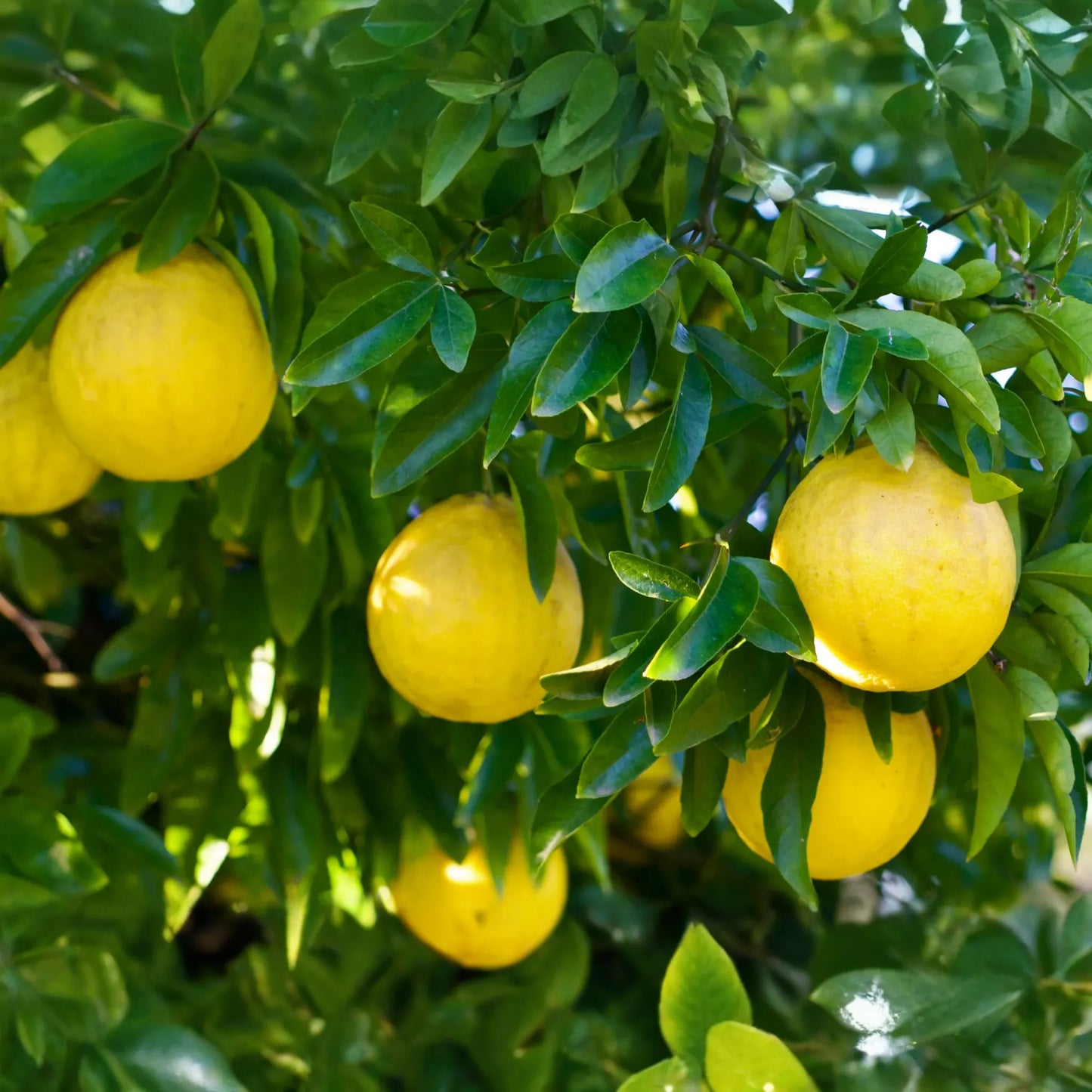 Trifoliate Orange Rootstock (15 Bare Root Plants) - Hardy Citrus for Grafting
