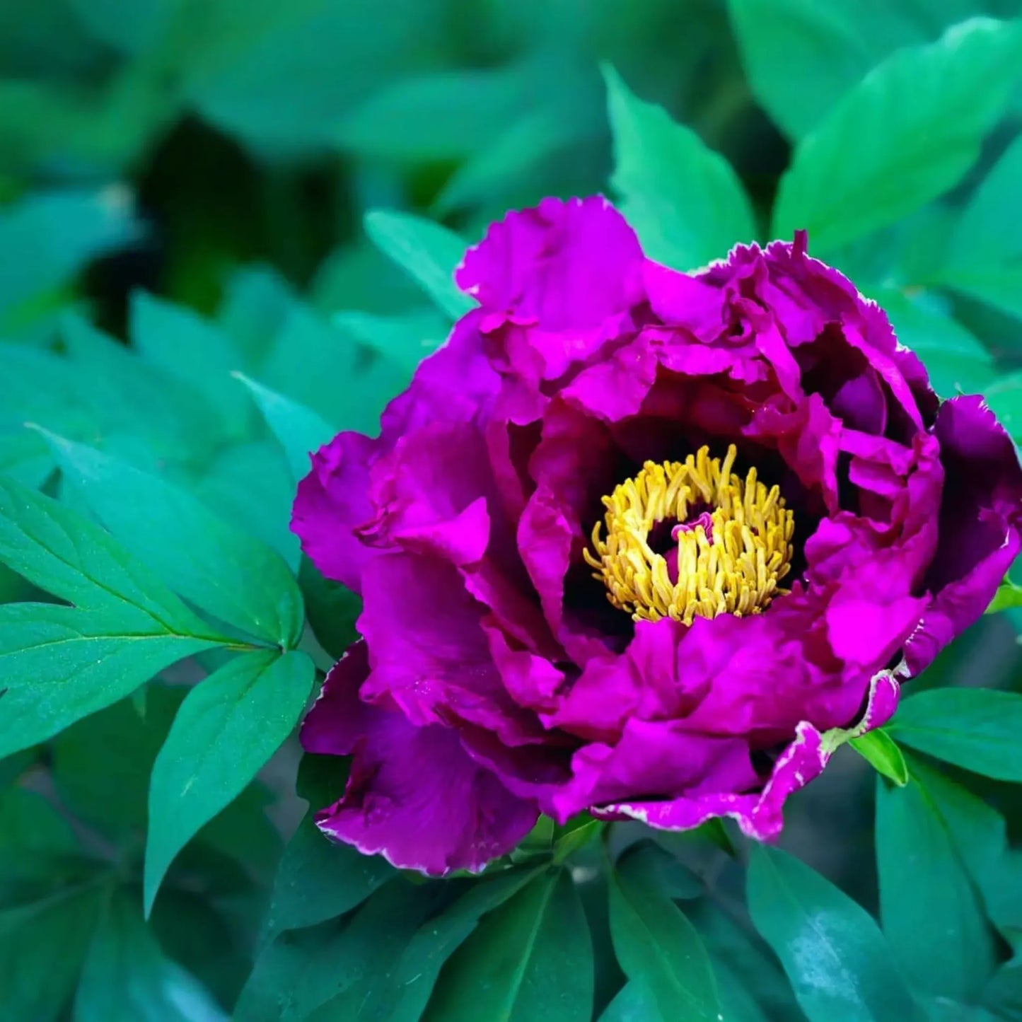 Dark Purple Peony Bare Root (2+ Eyes) - Large Double Blooms, Perennial, Zones 3-8