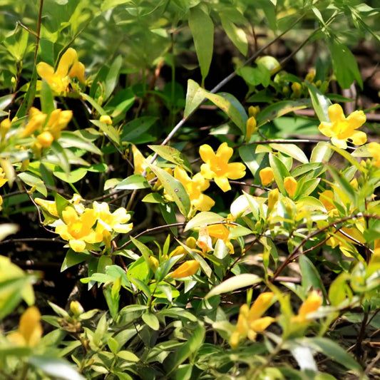 Yellow Carolina Jasmine Live Plants (6) - 8-10" Rooted Vines, Climbing Flowering Vine