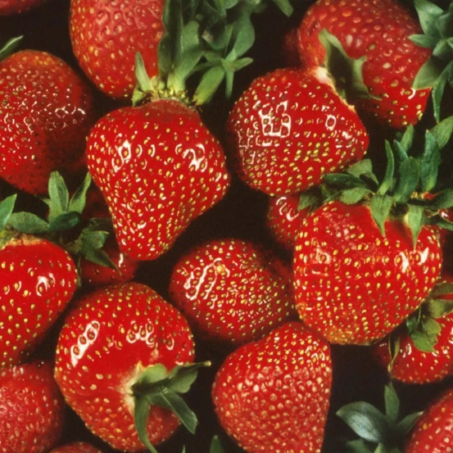 Quinault Everbearing Strawberry Plants - 25 Bareroot Plants, Large & Sweet, Zones 4-9