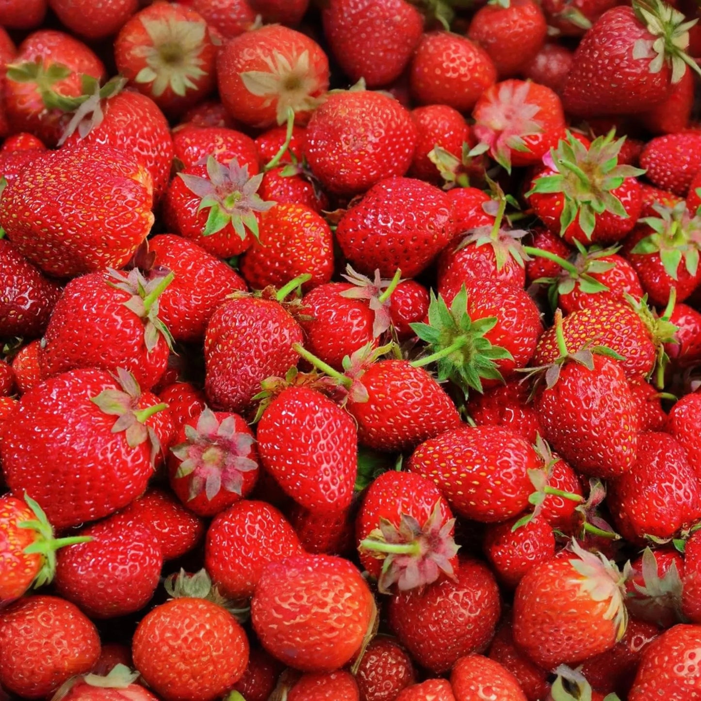 Ozark Beauty Everbearer Strawberry Plants - 25 Bareroot Plants, Sweet & Hardy, Zones 3-8