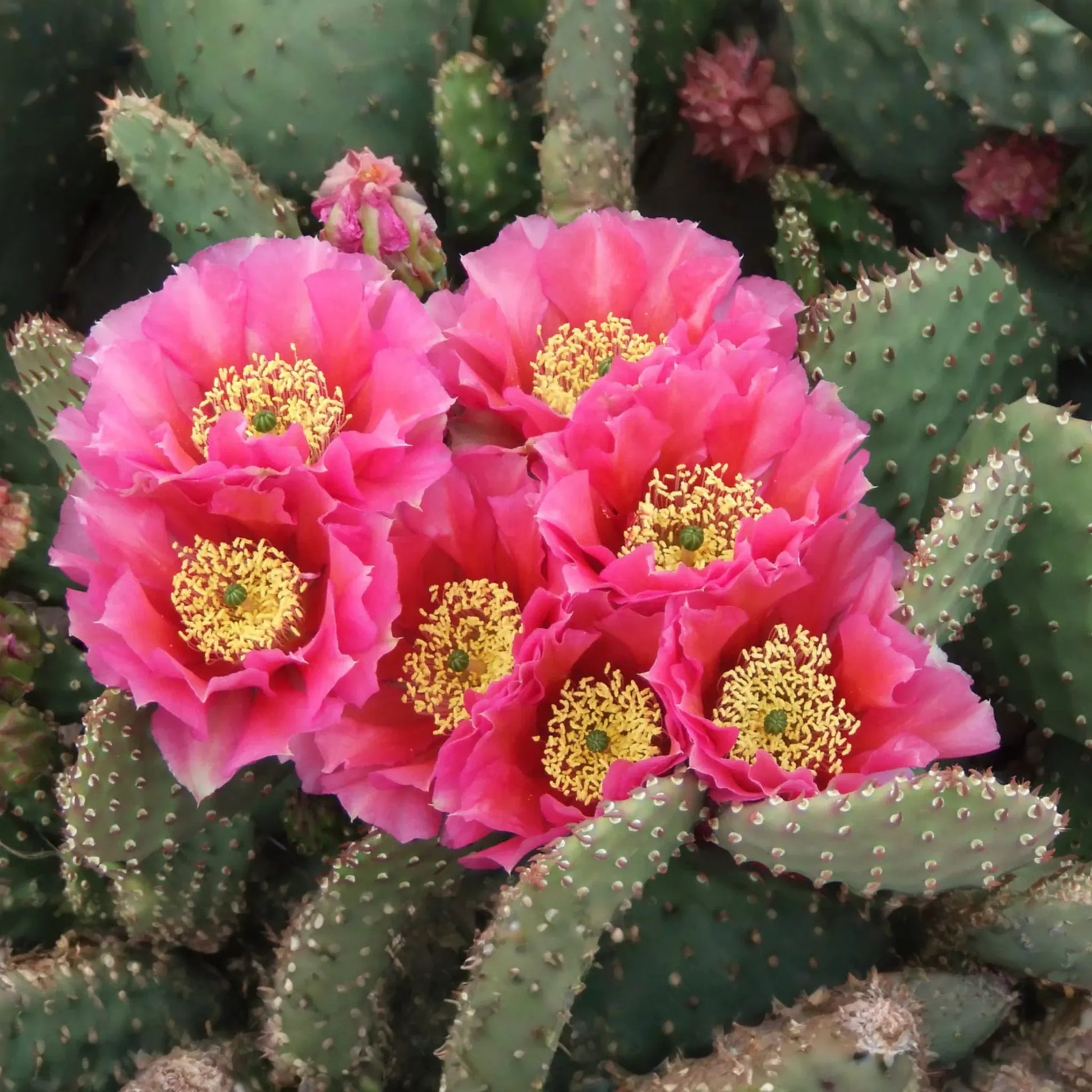 Opuntia Hybrid "Watermelon" Prickly Pear Cactus - 1 Rooted Cutting, Vibrant Pink Blooms, Winter Hardy
