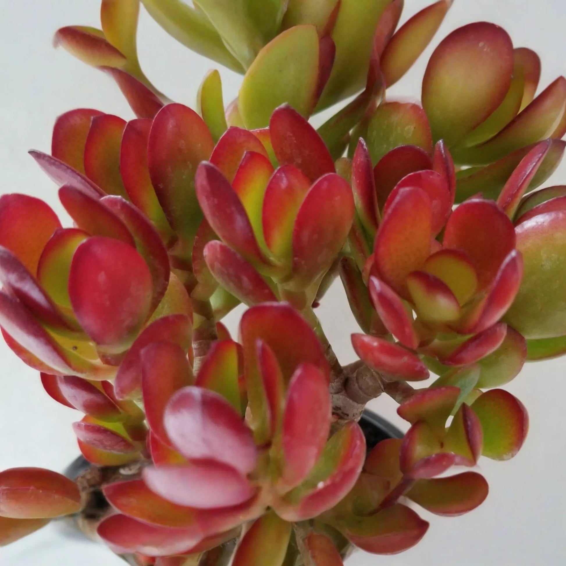 Rare Red Akai Jade Succulent Crassula Ovata Cutting - 5-6" Unrooted, Unique Color, Great for Propagation