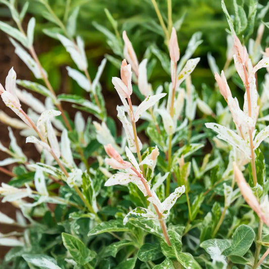 Dappled Willow Cutting - Salix integra 'Hakuro Nishiki', Variegated Foliage, Graceful Twisting Branches, Easy Care Plant