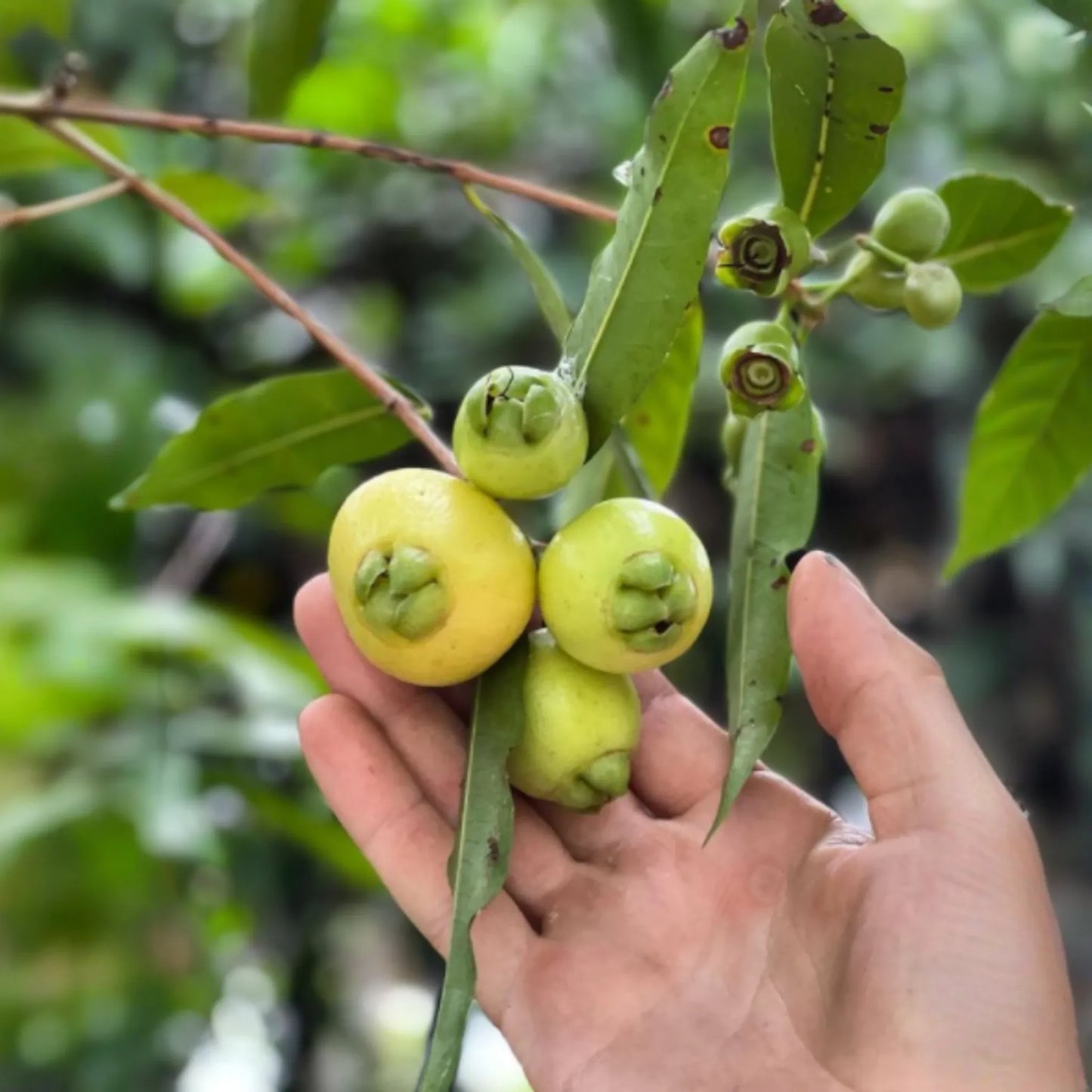 Rose Apple (Syzygium jambos)