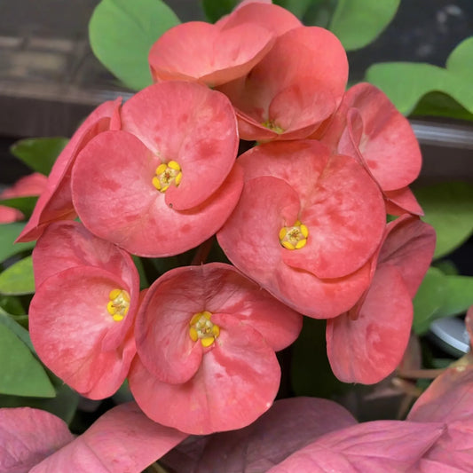 Rainbow Crown of Thorns Cutting (1) - Unrooted Euphorbia Plant, Colorful Blooms, Easy to Grow Succulent