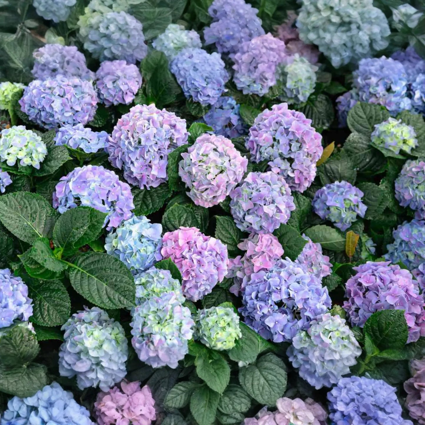 10 Fresh Cuttings of Deep Blue Hydrangea - Unrooted Starter Plant