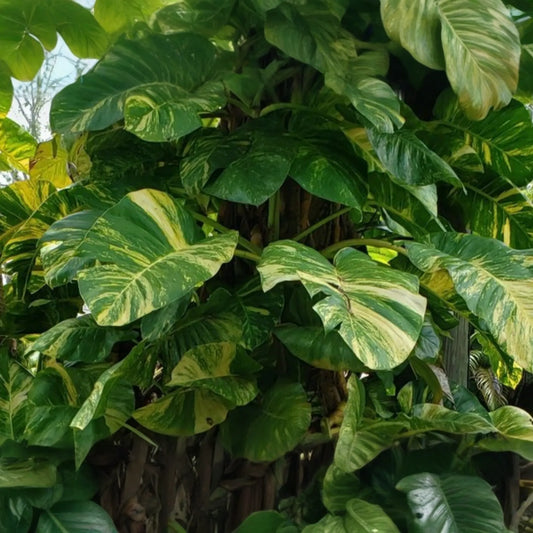 GIANT Variegated Golden Pothos - 3 Node Climbing Cutting, Hawaiian Grown
