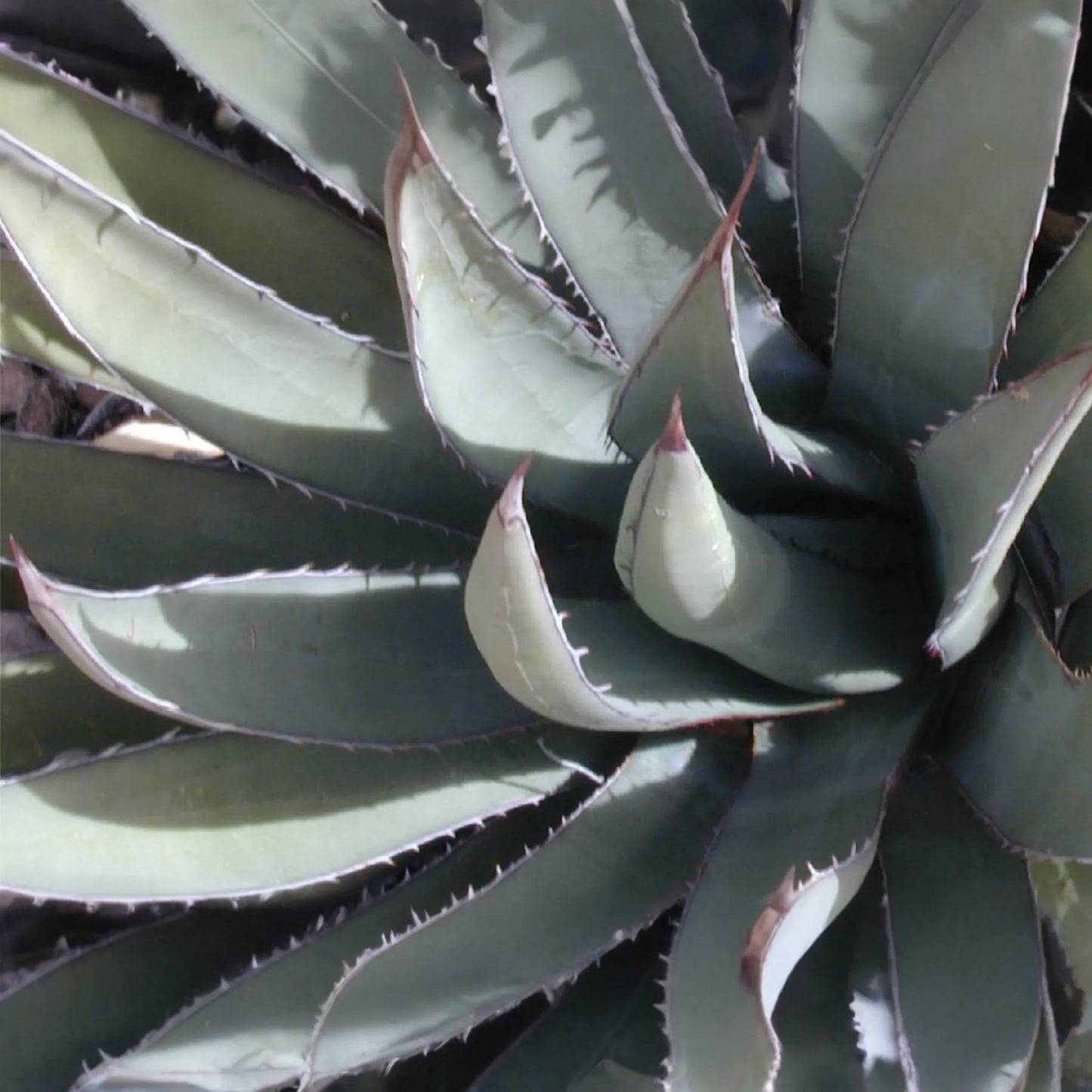 Agave lechuguilla 10 Leaf Cutting - Rare Desert Succulent Starter Plant