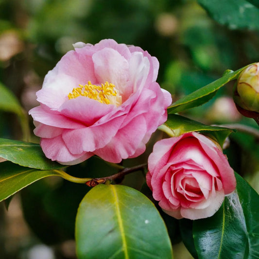 Live Camellia Sinensis Tea Plant - 8-10" Tall, Grow Your Own Tea - Zones 6-10