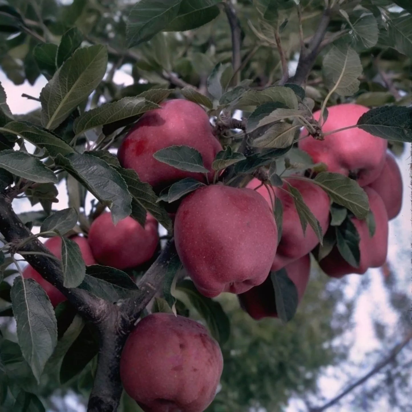 Live Arkansas Black Apple Tree - 2-3ft Tall, Cold Hardy, Rare Dark Fruit - Plant Now!