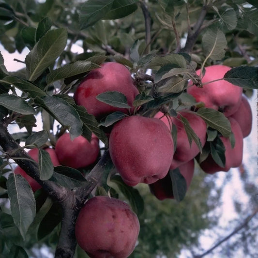 Live Arkansas Black Apple Tree - 2-3ft Tall, Cold Hardy, Rare Dark Fruit - Plant Now!