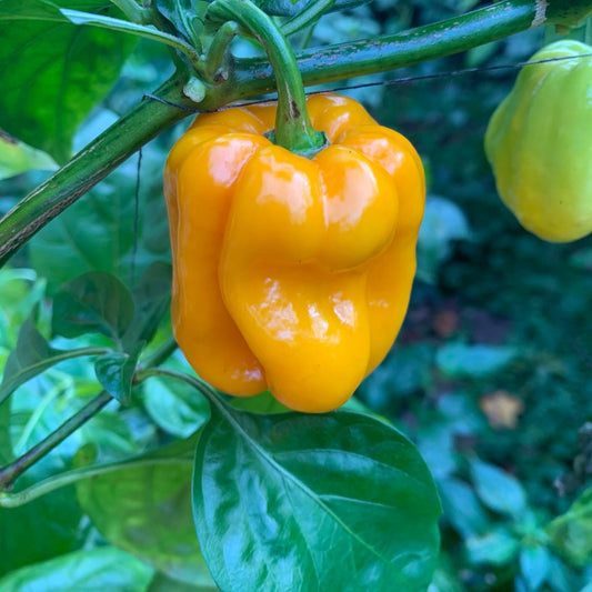 Habanero Pumpkin - Seeds