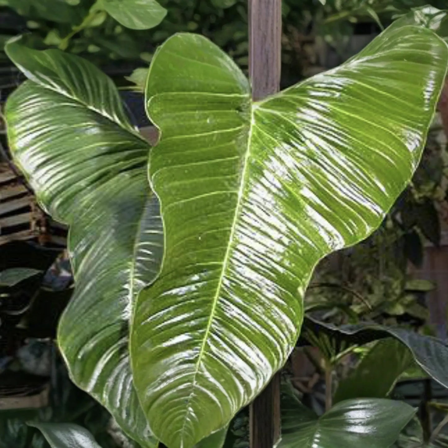 Philodendron Lupinum Live Plant - Well-Rooted Climbing/Vining Aroid, 2.75-4" Pot