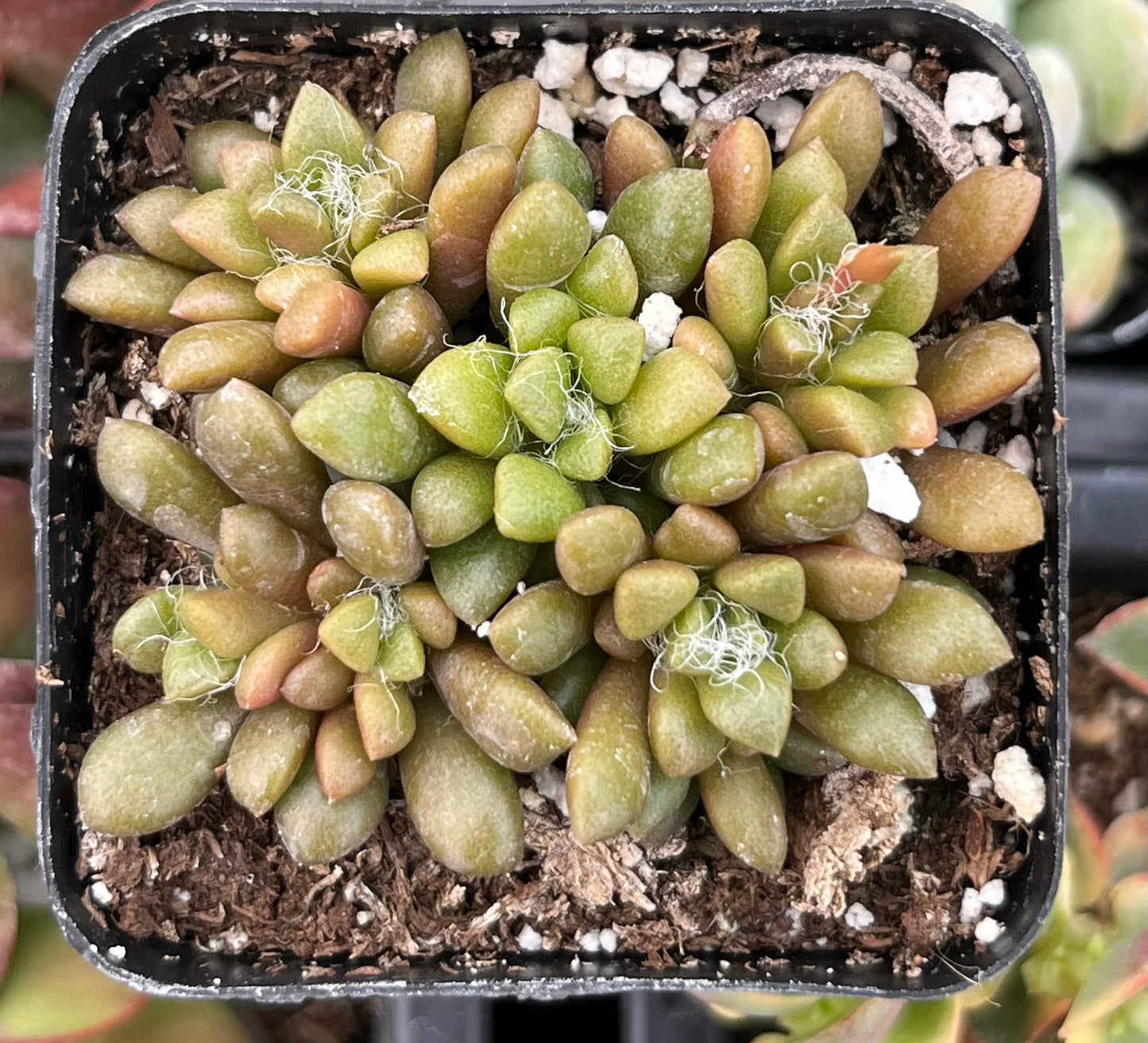 Anacampseros Vanthielii