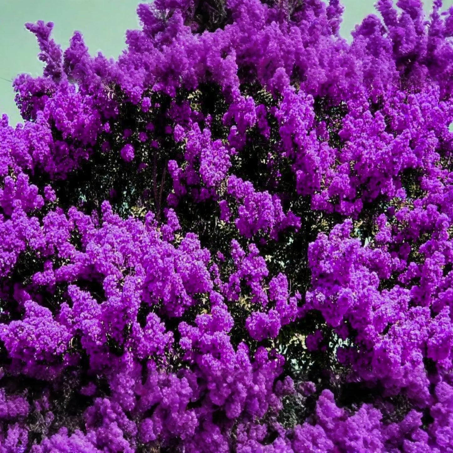 2 LIVE Purple Crape Myrtle Plants 2+ft | Ready to Plant Now | Beautiful Garden Trees, Bare Root